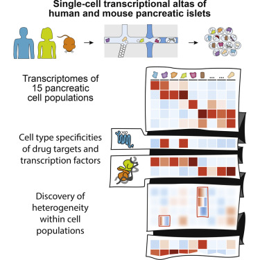 人和小鼠胰腺關于單細胞轉(zhuǎn)錄組圖譜講解